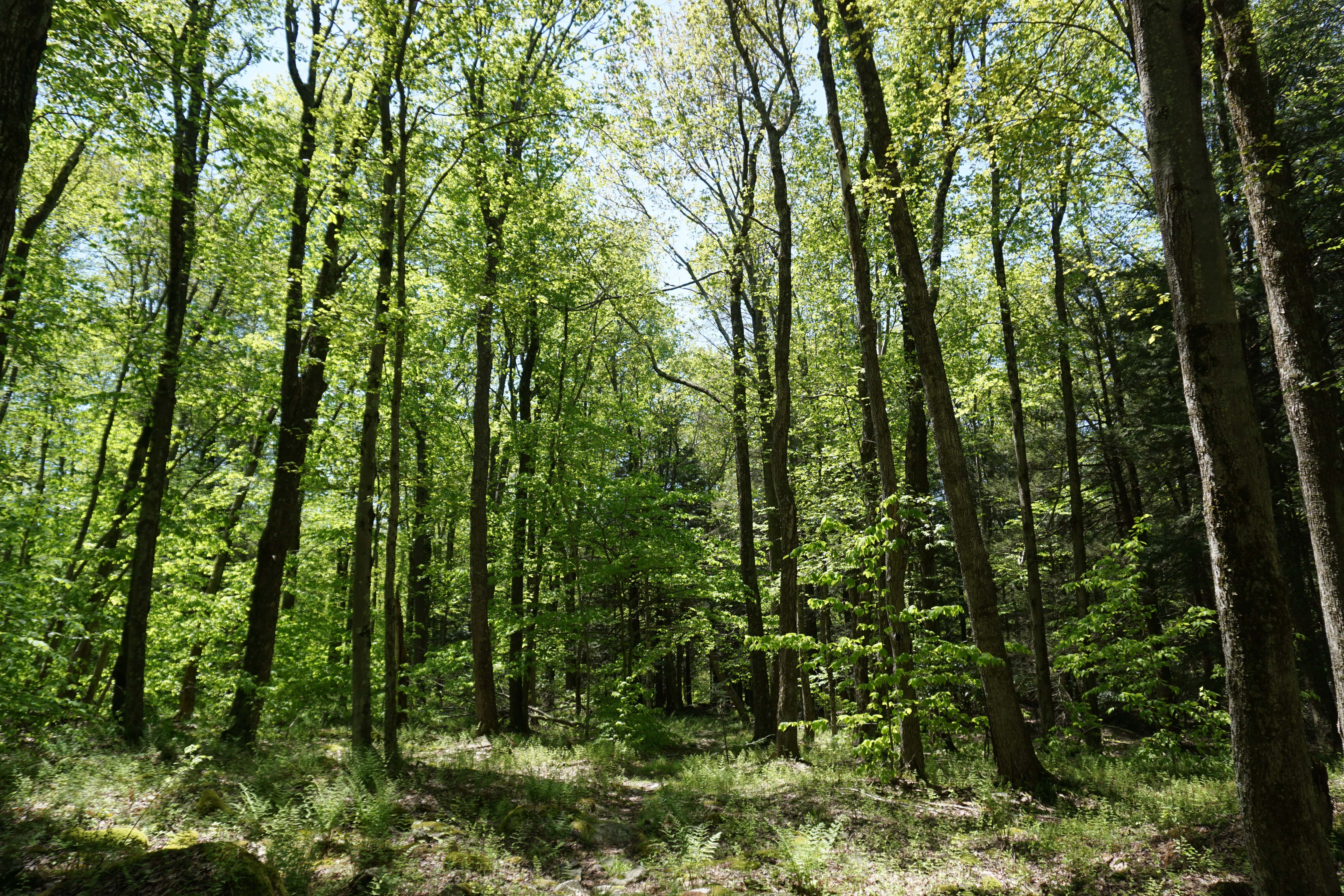 Forêt Little Falls Trail, Pocono Mountain, Pennsylvanie