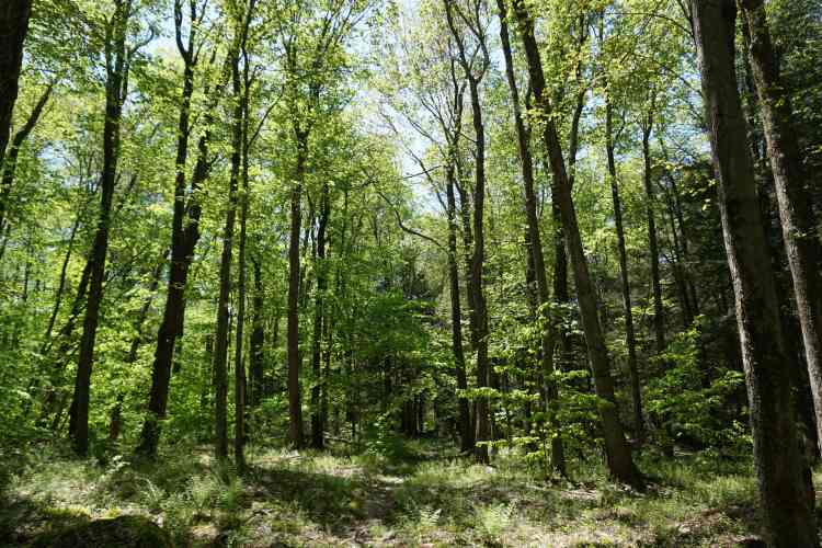 Forêt Little Falls Trail, Pocono Mountain, Pennsylvanie