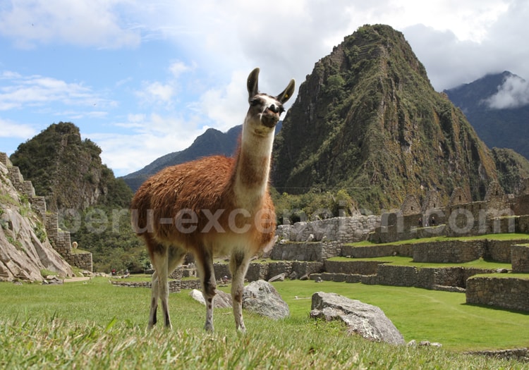 Lama au Machu Picchu, Pérou