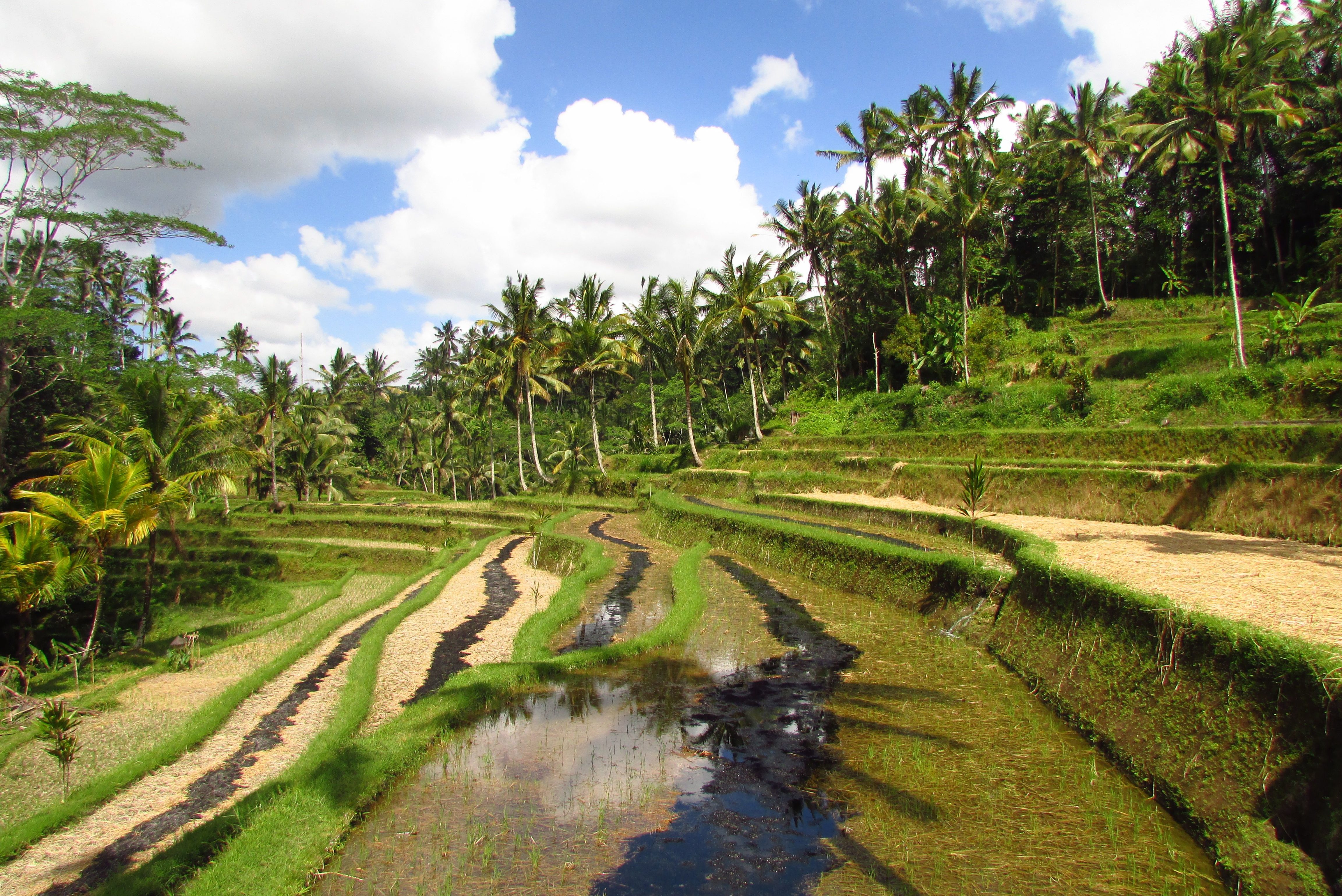Rizières de Gunung Kawi, Bali